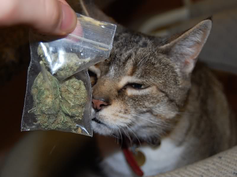Dueña denuncia a gato que regresó a su casa cargando una bolsa con marihuana