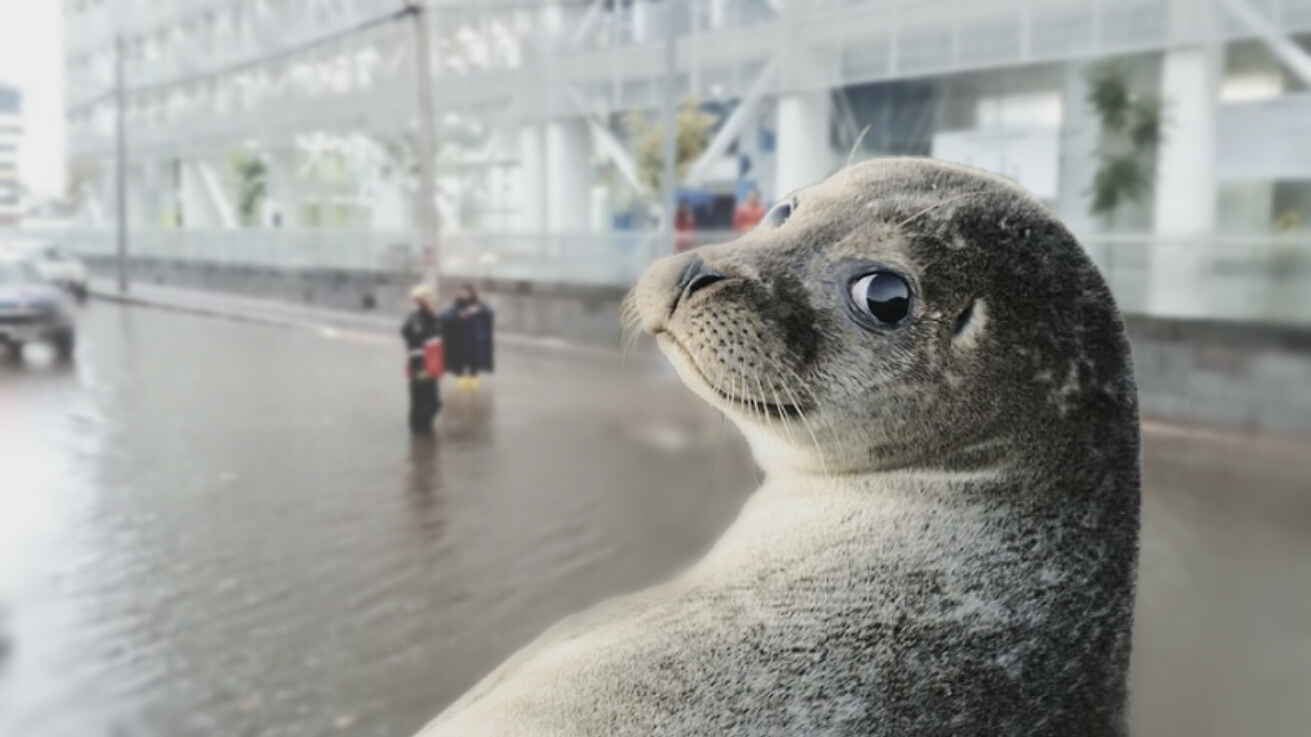 Foca se escapó del acuario de la Plataforma Financiera