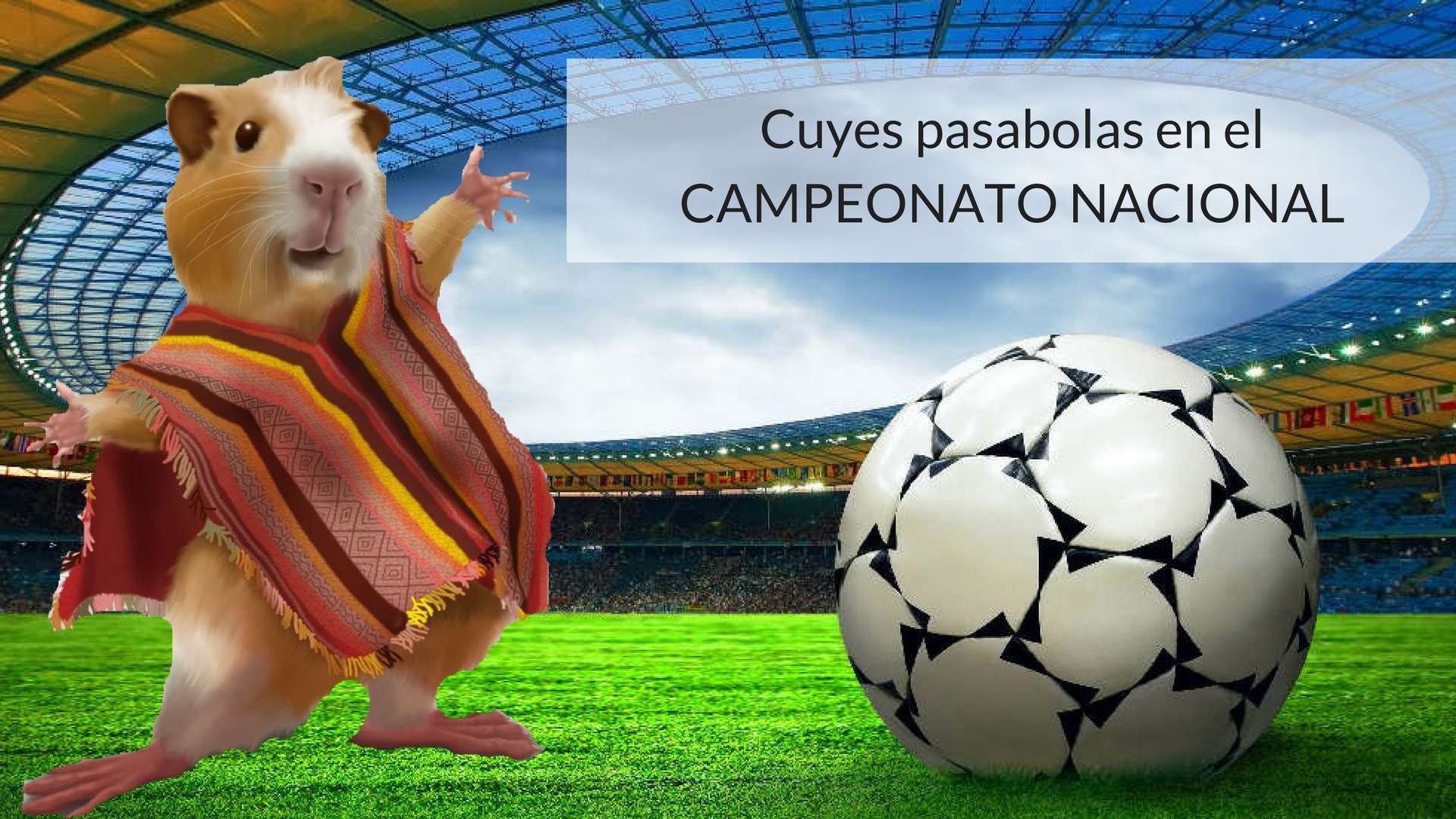 Campeonato Ecuatoriano de fútbol usará cuyes como pasa-bolas