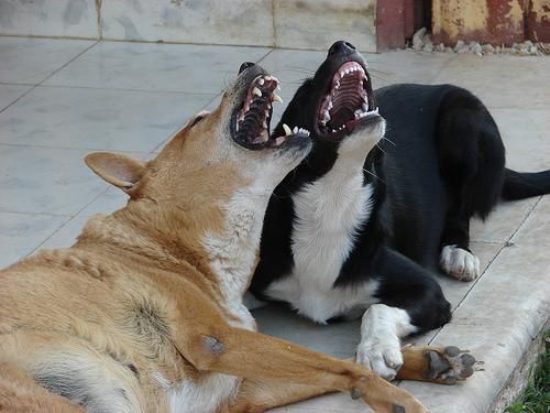 Perros de Loja celebran la revocatoria de mandato del alcalde