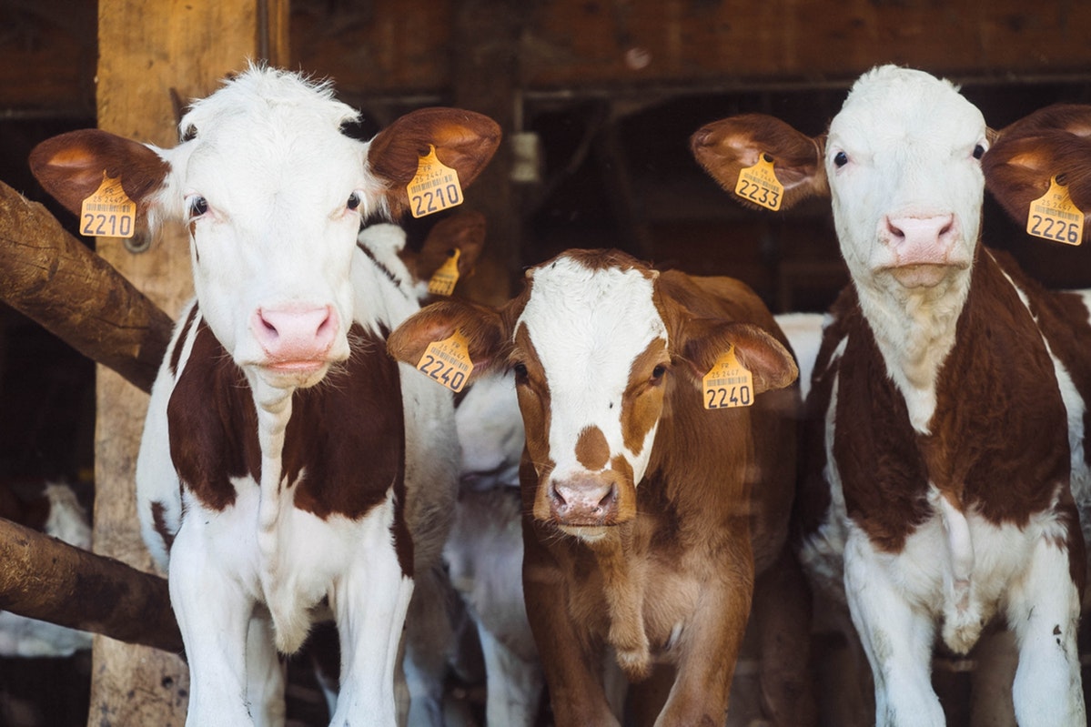 Vacas acusan a vegetarianos de estar acabando con su comida
