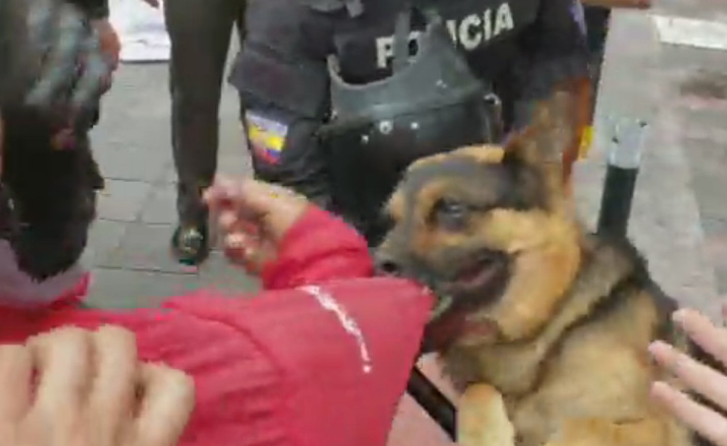 Perro que atacó a trabajadores de Gamavisión será el nuevo titular de la Supercom