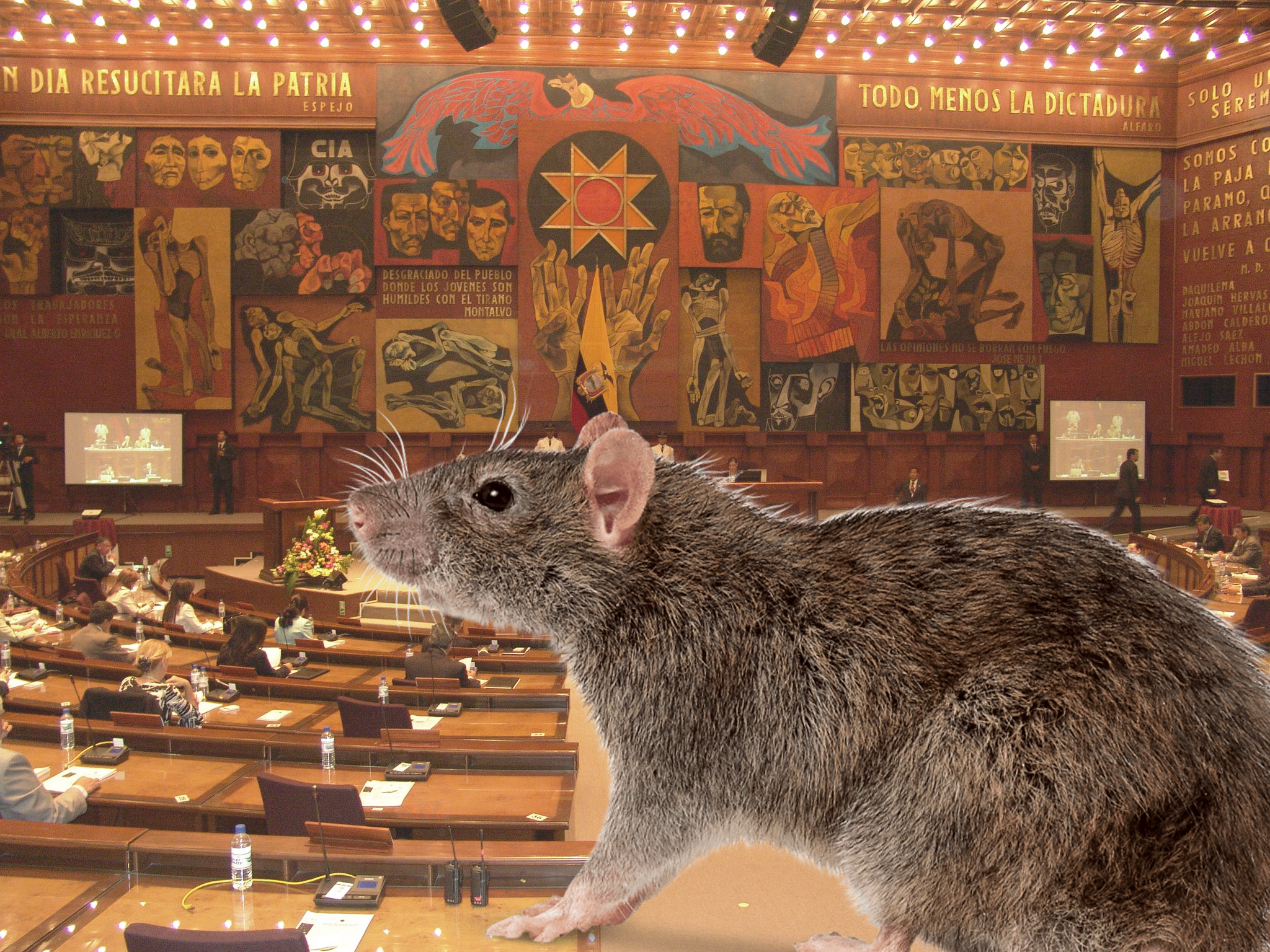 Asamblea Nacional adopta una rata y lo hace parte de su equipo de trabajo